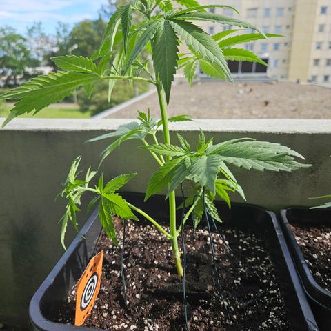 Northern Lights growlog timeline photo