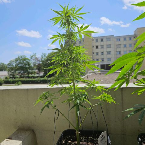 White Russian Autoflowering #1 growlog timeline photo