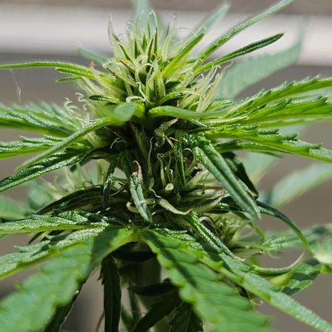 White Russian Autoflowering #1 growlog timeline photo