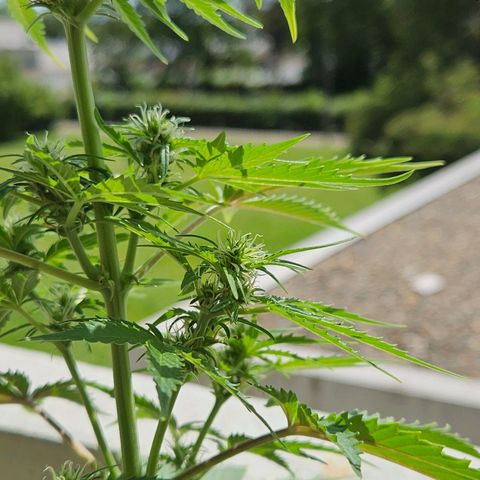White Russian Autoflowering #1 growlog timeline photo