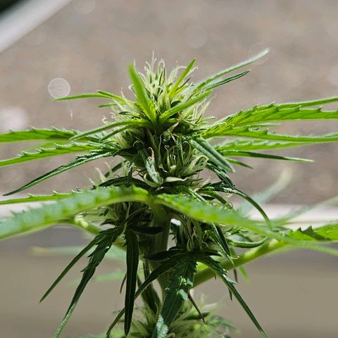 White Russian Autoflowering #1 growlog timeline photo