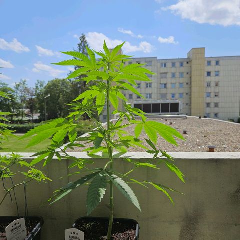Grapefruit growlog timeline photo