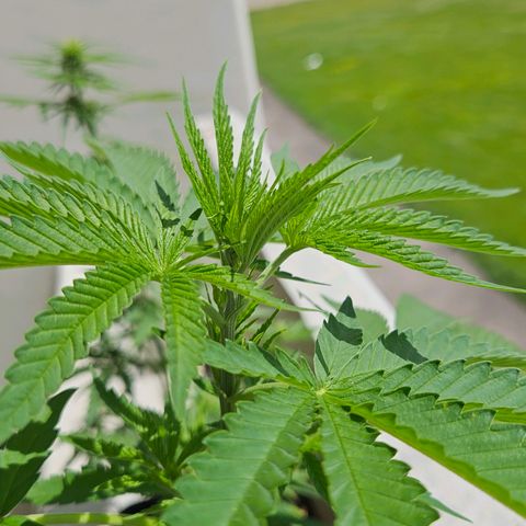 Grapefruit growlog timeline photo
