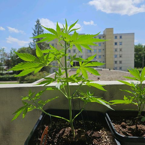 Northern Lights growlog timeline photo