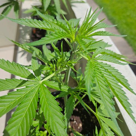 Northern Lights growlog timeline photo