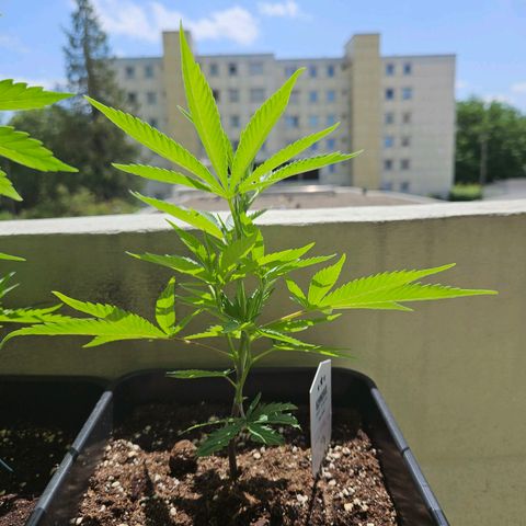 Cheese growlog timeline photo
