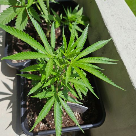 Cheese growlog timeline photo
