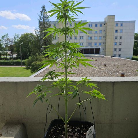 White Russian Autoflowering #1 growlog timeline photo