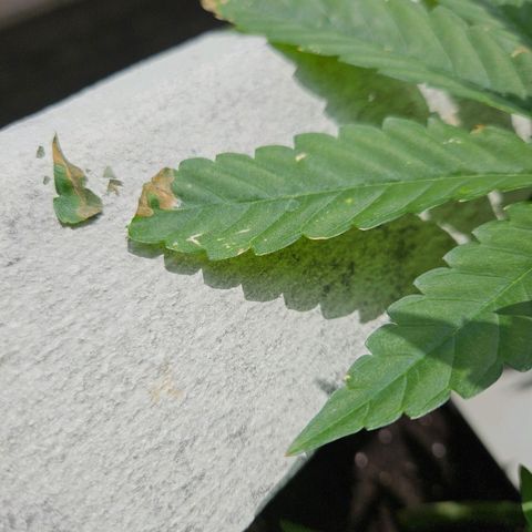 Grapefruit growlog timeline photo