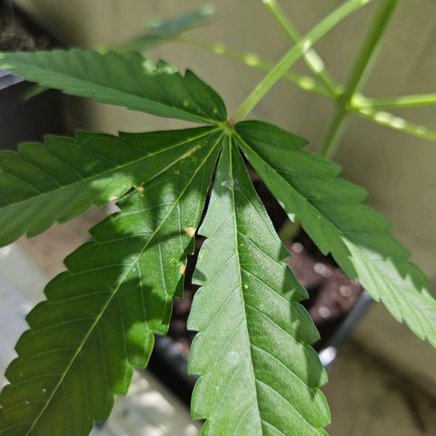 Grapefruit growlog timeline photo