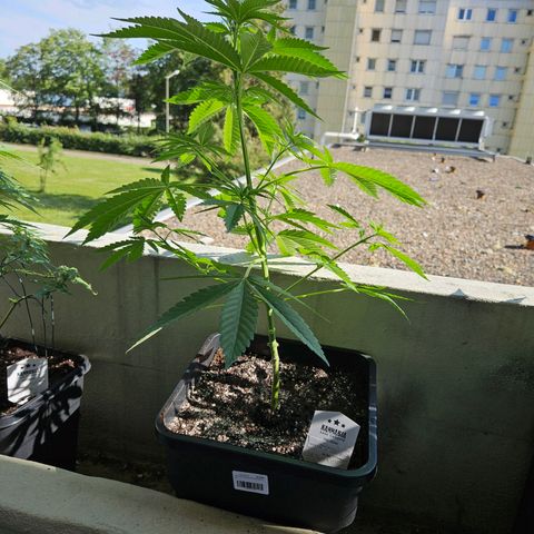 Grapefruit growlog timeline photo