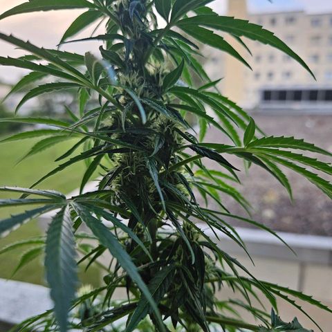 White Russian Autoflowering #1 growlog timeline photo