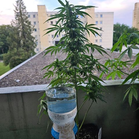 White Russian Autoflowering #1 growlog timeline photo
