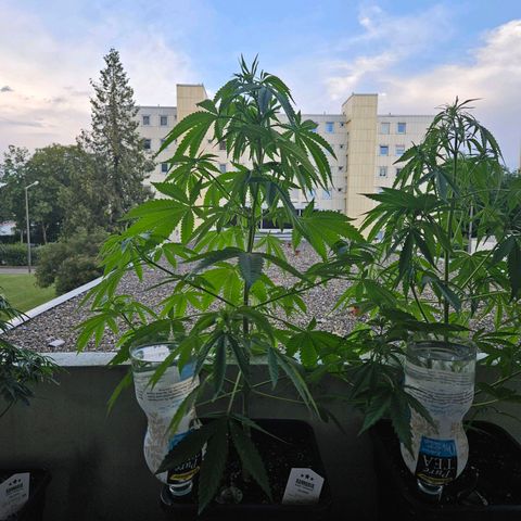 Grapefruit growlog timeline photo