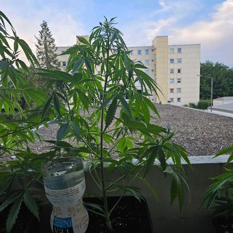 Northern Lights growlog timeline photo