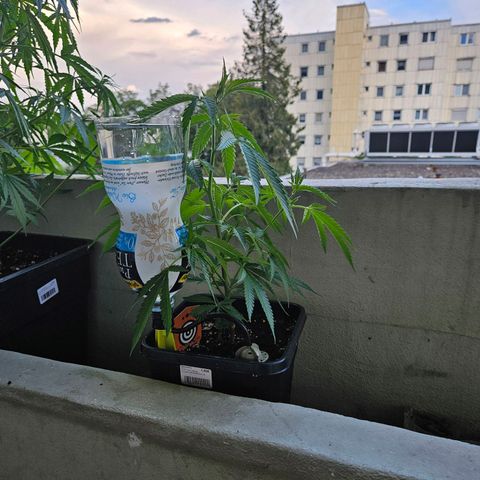 Cheese growlog timeline photo