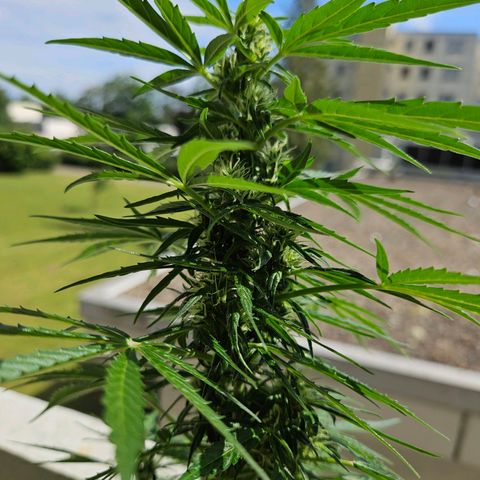 White Russian Autoflowering #1 growlog timeline photo