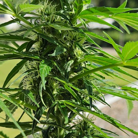 White Russian Autoflowering #1 growlog timeline photo