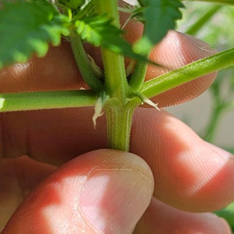 Northern Lights growlog timeline photo
