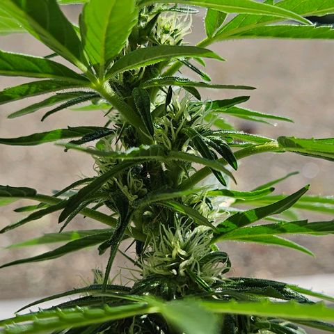 White Russian Autoflowering #1 growlog timeline photo