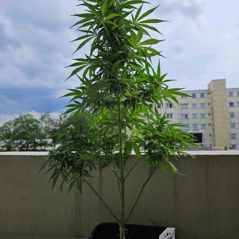 White Russian Autoflowering #1 growlog photo: automatisches gießen Misserfolg 