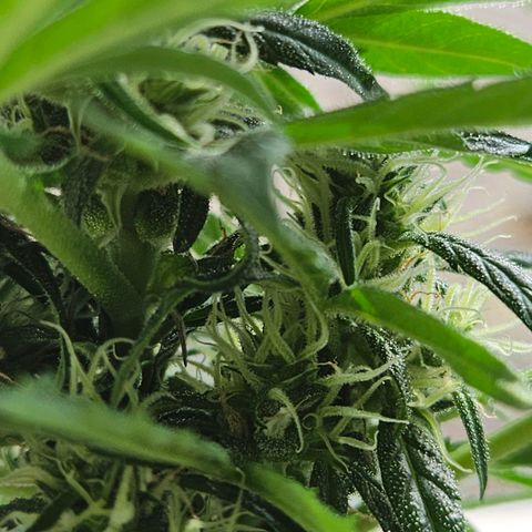 White Russian Autoflowering #1 growlog photo: automatisches gießen Misserfolg 