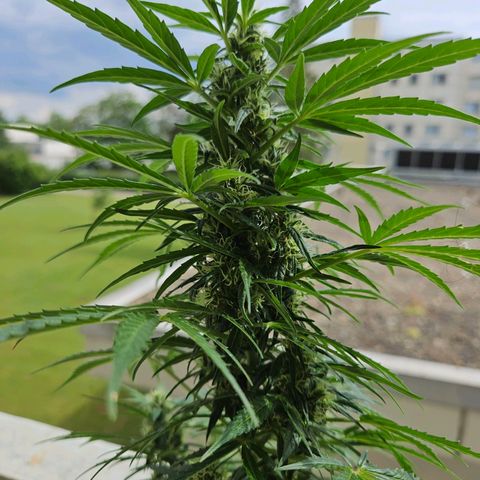 White Russian Autoflowering #1 growlog photo: automatisches gießen Misserfolg 