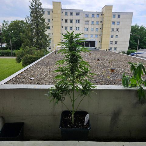 White Russian Autoflowering #1 growlog photo: automatisches gießen Misserfolg 