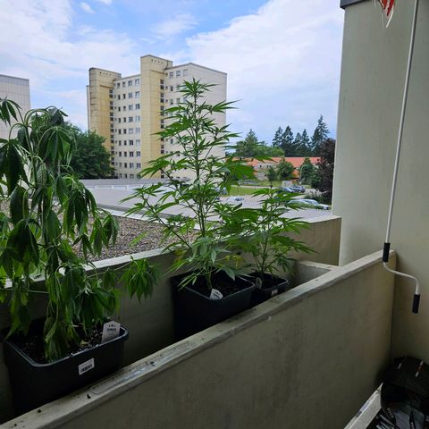 Northern Lights growlog photo: automatisches gießen Misserfolg 