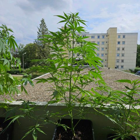 Northern Lights growlog photo: automatisches gießen Misserfolg 