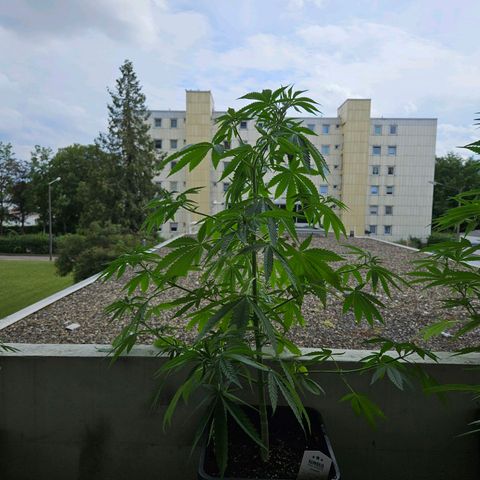 Grapefruit growlog photo: automatisches gießen Misserfolg 