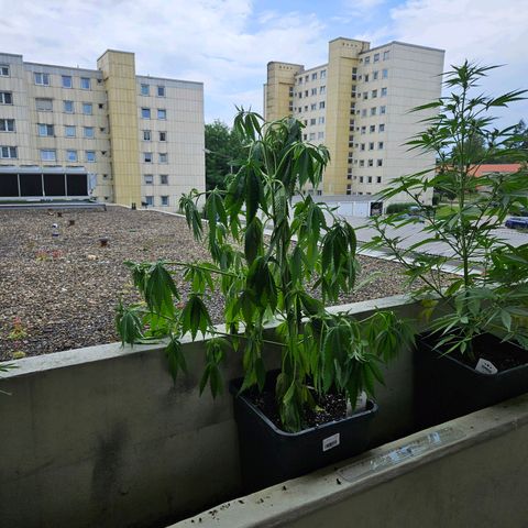 Grapefruit growlog photo: automatisches gießen Misserfolg 