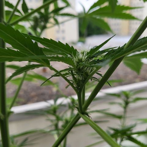 Northern Lights growlog timeline photo