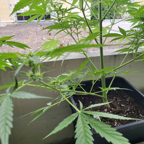 Northern Lights growlog timeline photo