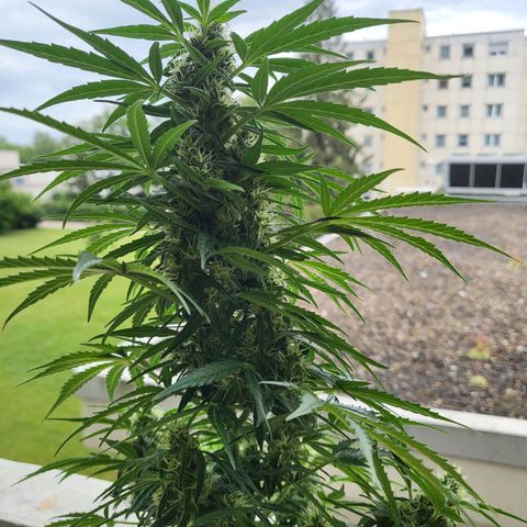 White Russian Autoflowering #1 growlog timeline photo