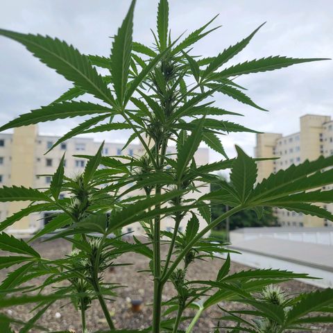 Northern Lights growlog timeline photo