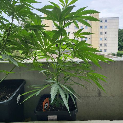 Cheese growlog timeline photo