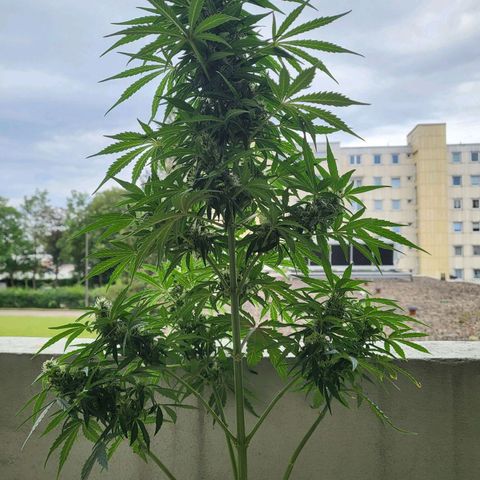 White Russian Autoflowering #1 growlog timeline photo