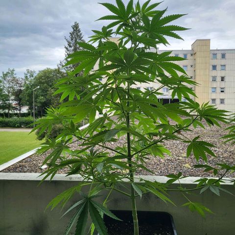 Grapefruit growlog timeline photo