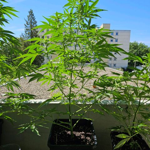 Northern Lights growlog timeline photo
