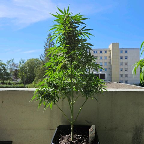 White Russian Autoflowering #1 growlog timeline photo