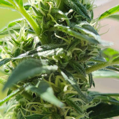 White Russian Autoflowering #1 growlog timeline photo