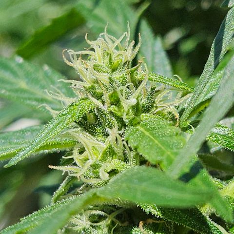 White Russian Autoflowering #1 growlog timeline photo