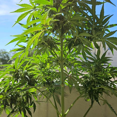 White Russian Autoflowering #1 growlog timeline photo