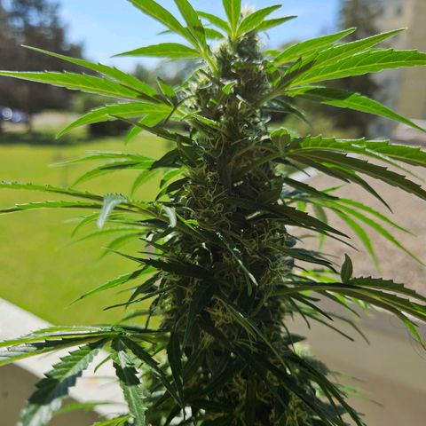 White Russian Autoflowering #1 growlog timeline photo
