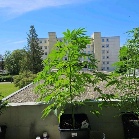 Grapefruit growlog timeline photo