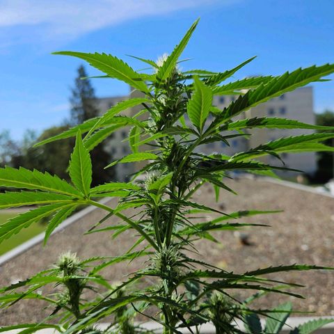 Northern Lights growlog timeline photo