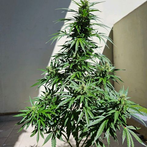 White Russian Autoflowering #1 growlog timeline photo