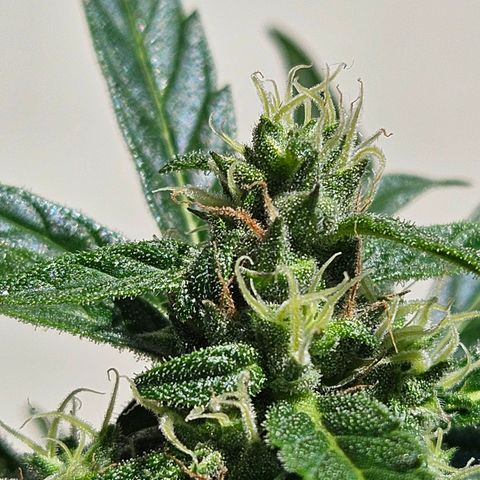White Russian Autoflowering #1 growlog timeline photo