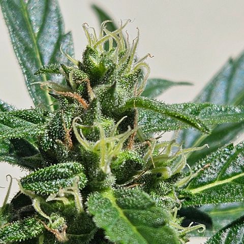 White Russian Autoflowering #1 growlog timeline photo